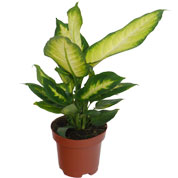 Dieffenbachia